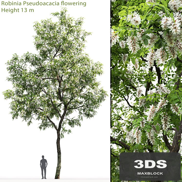 Robinia