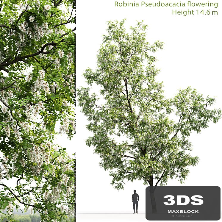 White Acacia | Robinia Pseudoacacia # 3 (14.6m)