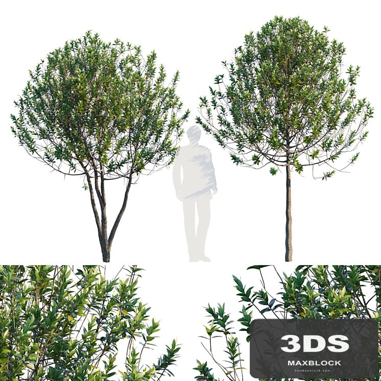 Common garden tree # 3
