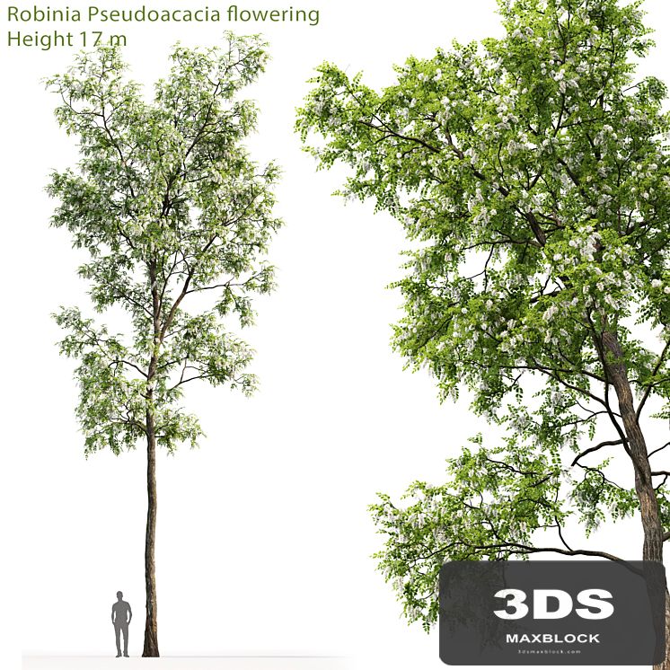 White Acacia | Robinia Pseudoacacia # 4 (17m)