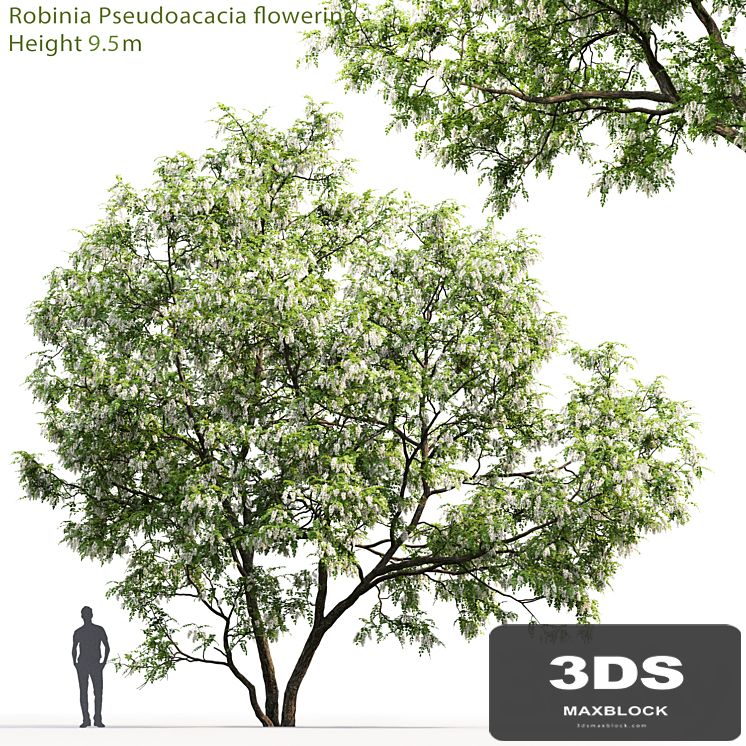 White Acacia | Robinia Pseudoacacia # 5 (9.5m)