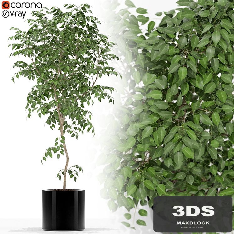 Plants collection 152