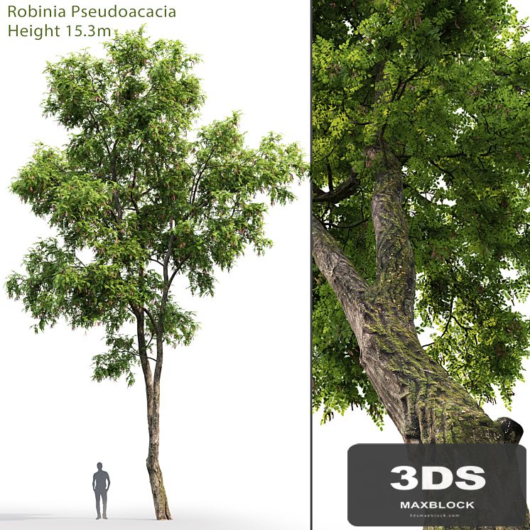 Robinia Pseudoacacia