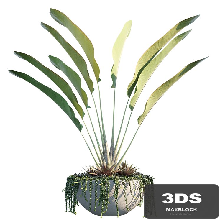Plant in pots # 9: Tropical Inspiron