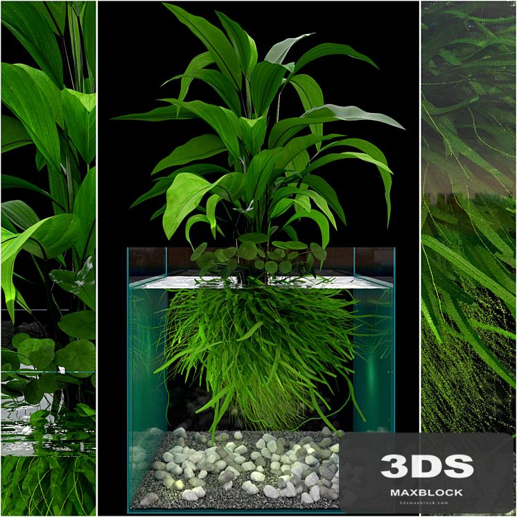 JC Seaweed Aquarium