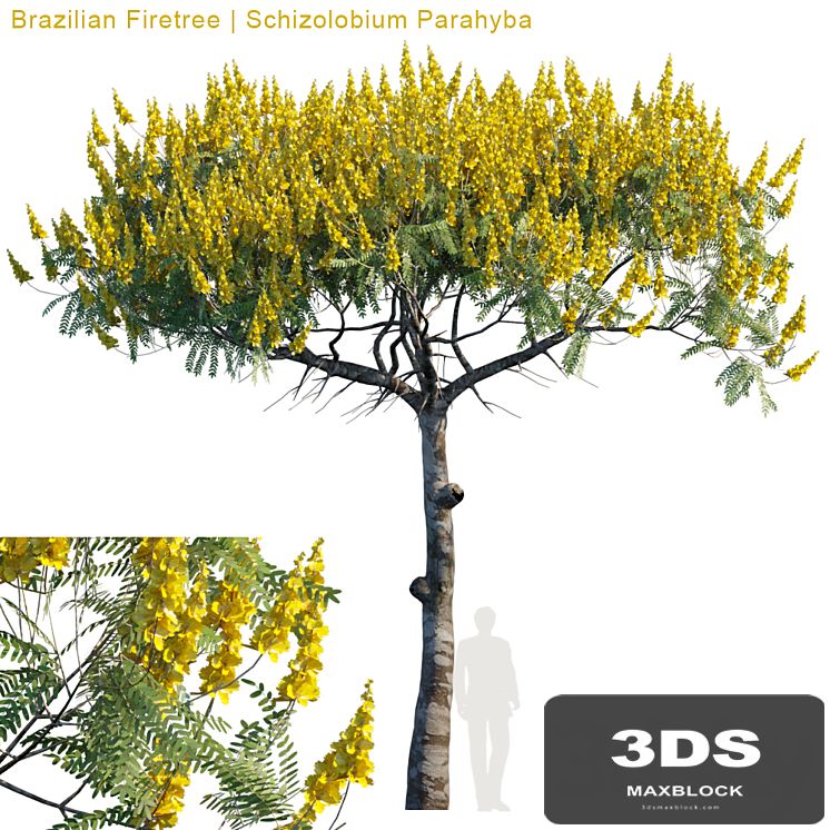 Brazilian Firetree | Schizolobium Parahyba # 2