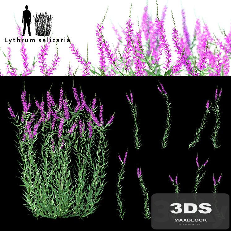 Green stalk flowers | Lythrum salicaria