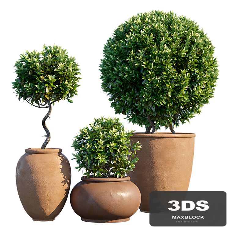 Plant in pots # 10: Mediterranean