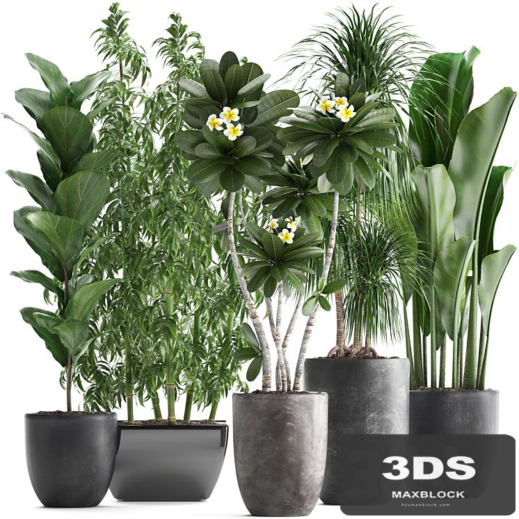 Plant collection 311. Bamboo, Ficus, Dracaena, Banana, Indoor Plants, Plumeria, Black Pot, Bushes, Exotic Plants, Set