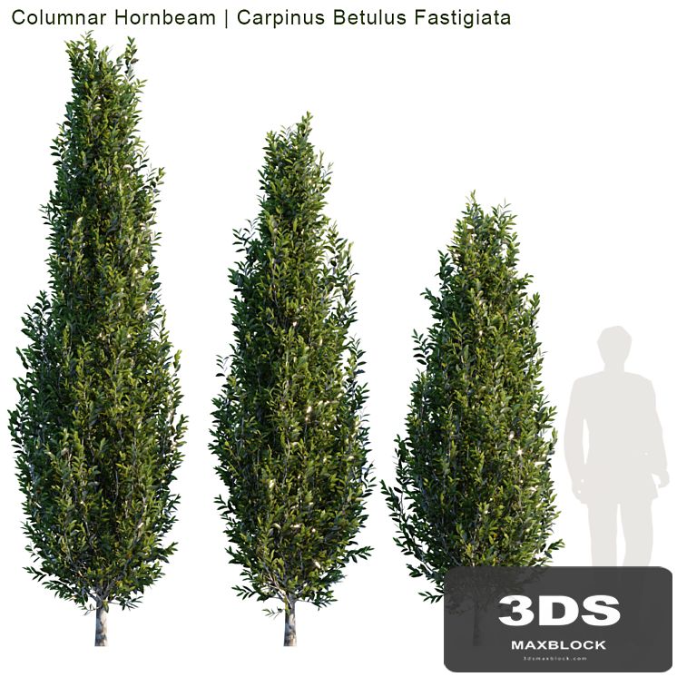 Columnar Hornbeam # 1