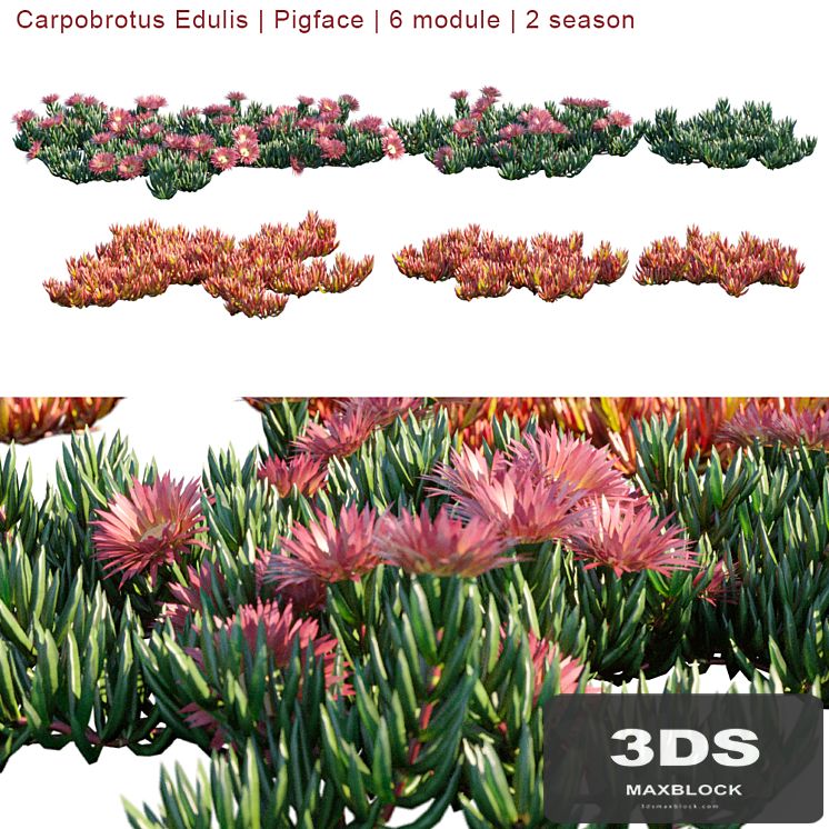 Carpobrotus Edulis | Pigface | 6 module | 2 season