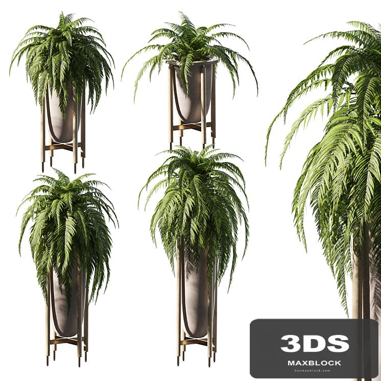 Fern in pots. 4 models