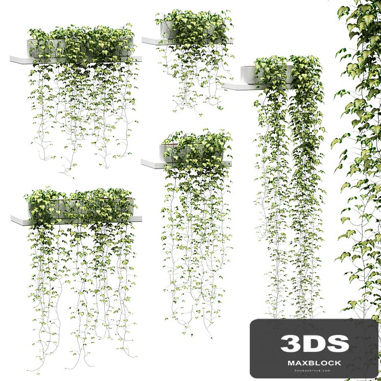 Ivy for shelves v2
