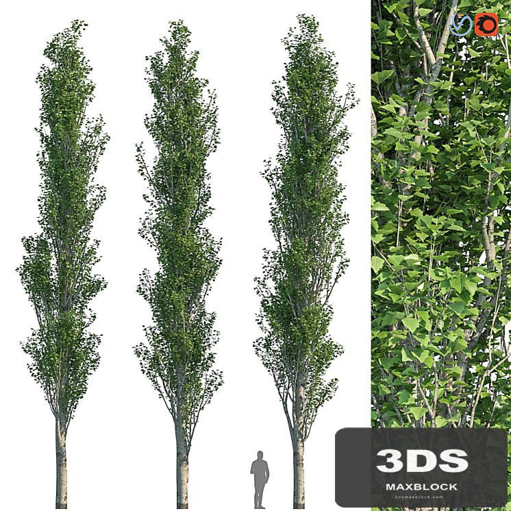 Poplar Pyramidal 15m Summer