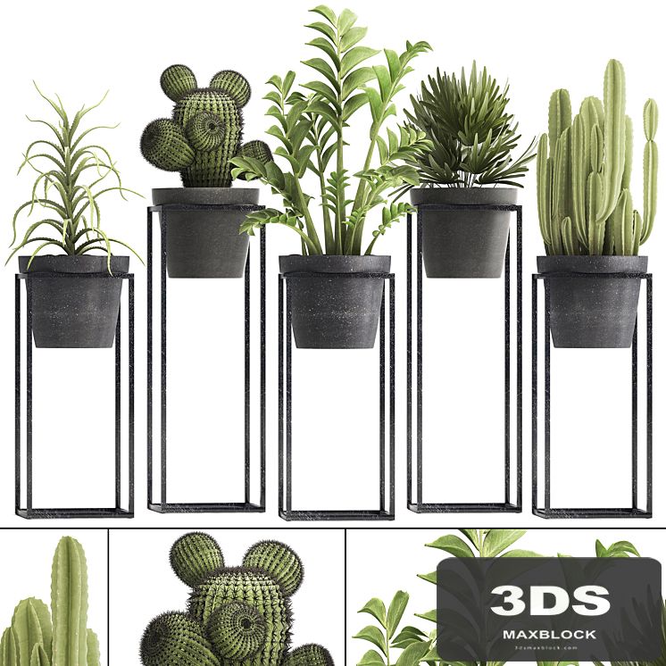 Plant collection 314. Small plants, pot, cactus, rapis, aloe, cireus, indoor, stand, concrete, pot, loft, Zamioculcas, Raphis Palm