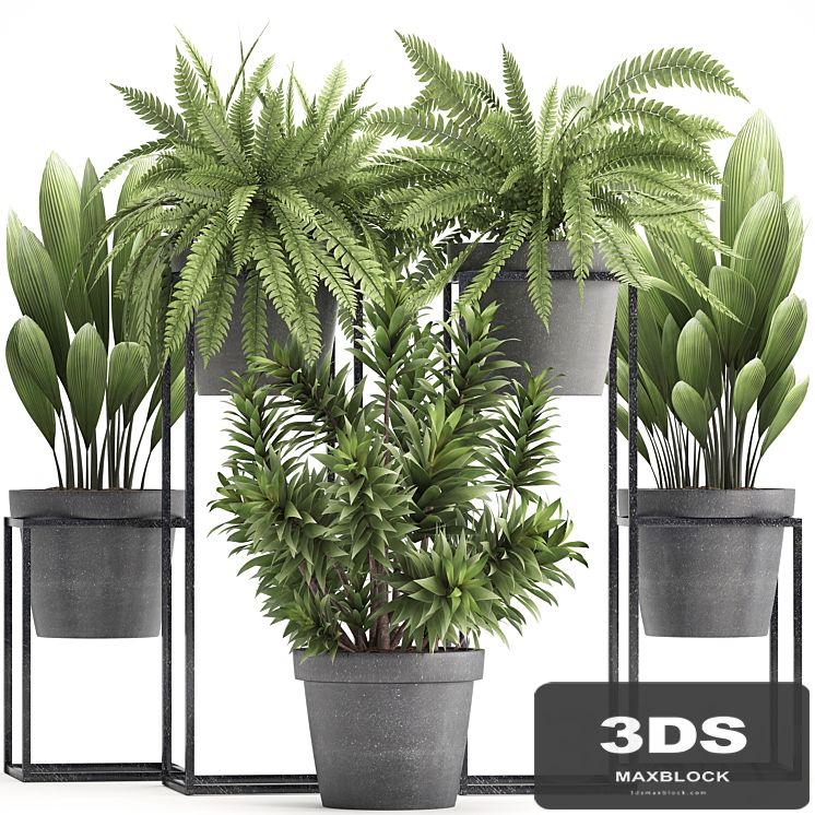 Plant collection 315. Indoor plants, fern, dracaena, palm grass, bushes, indoor, small, concrete, pot, outdoor, indoor