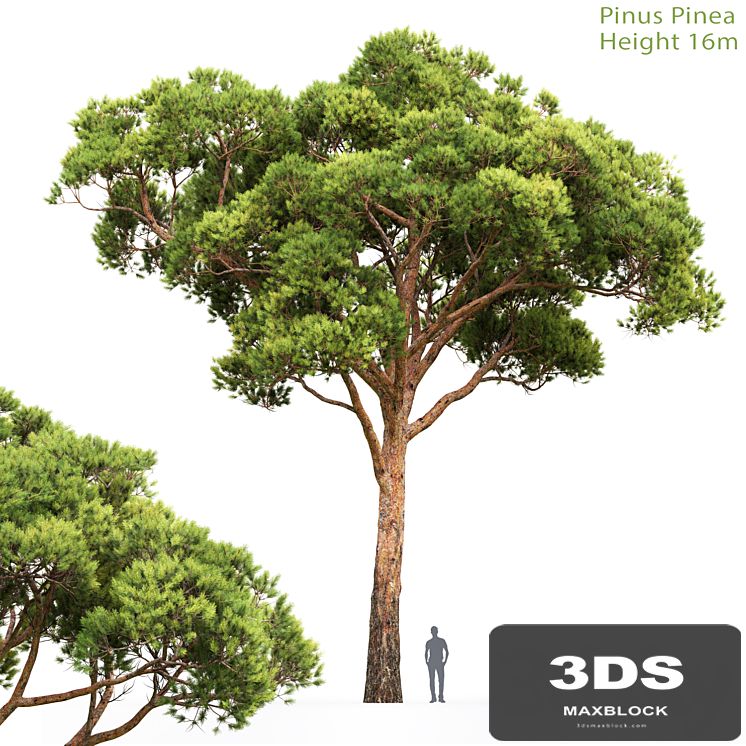 Pine