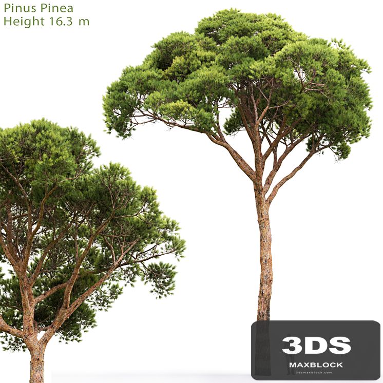Pine