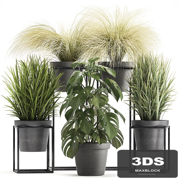 Plant collection 316. Grass, tussock, monstera, pot, flowerpot, indoor, small, flower stand, bush, outdoor, concrete