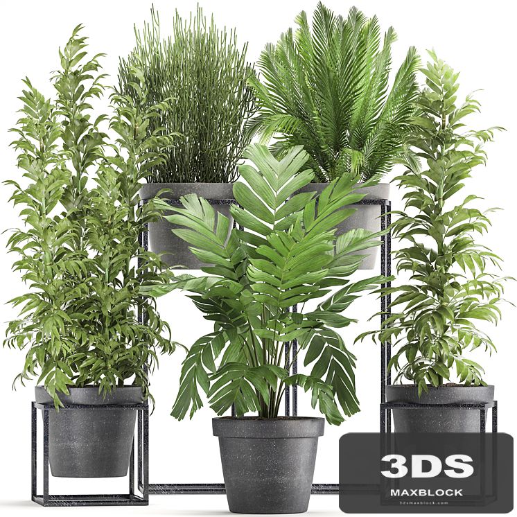 Plant collection 317. Indoor, bamboo, pot, flowerpot, palm tree, indoor, Ripsalis, Hamedorea, thickets, bush, concrete pot, outdoor