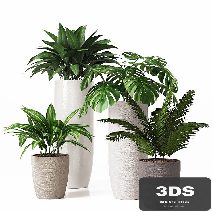 Collection of indoor plants 01