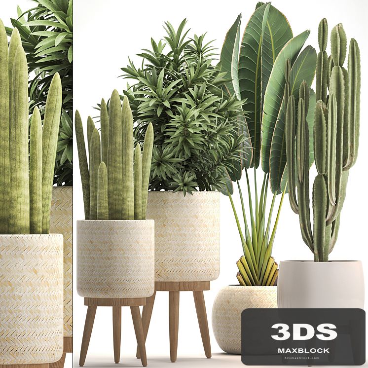 Collection of plants 320. White basket, dracaena, ravenala, banana, cereus, cactus, sansevieria, interior, indoor, Scandinavian style, strelitzia
