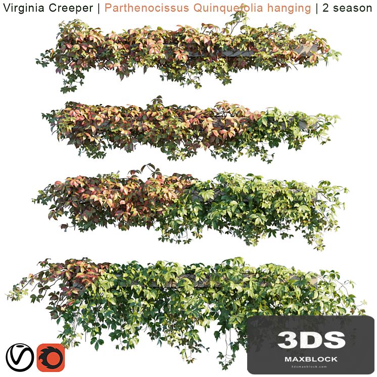 Virginia Creeper | Parthenocissus Quinquefolia hanging | 2 season