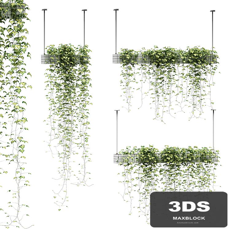 Ivy in hanging pots. 3 models