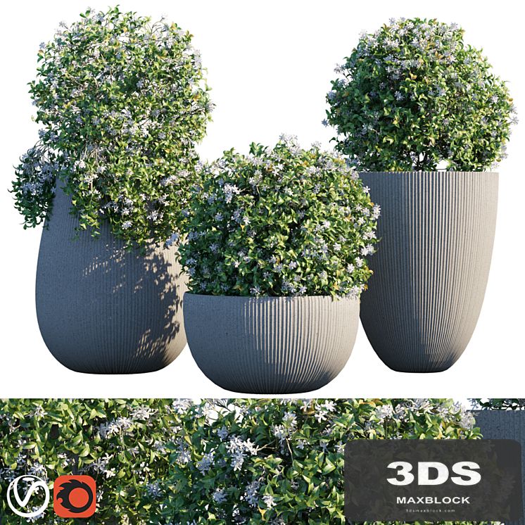 Plant in pots # 14: Star Jasmine