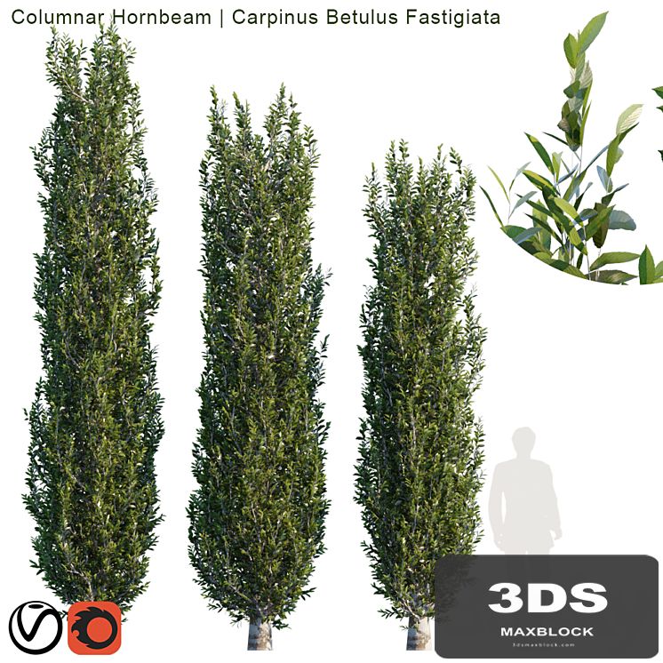 Columnar Hornbeam # 2