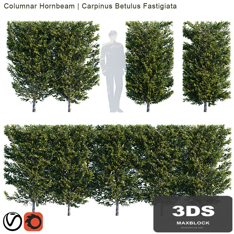 Columnar Hornbeam | Carpinus betulus fastigiata hedge