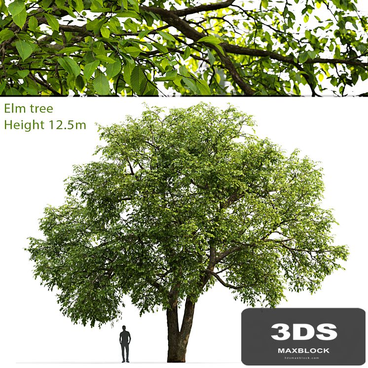 Elm