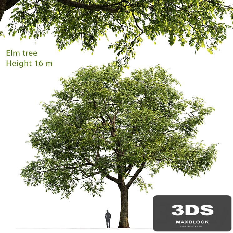 Ulmus