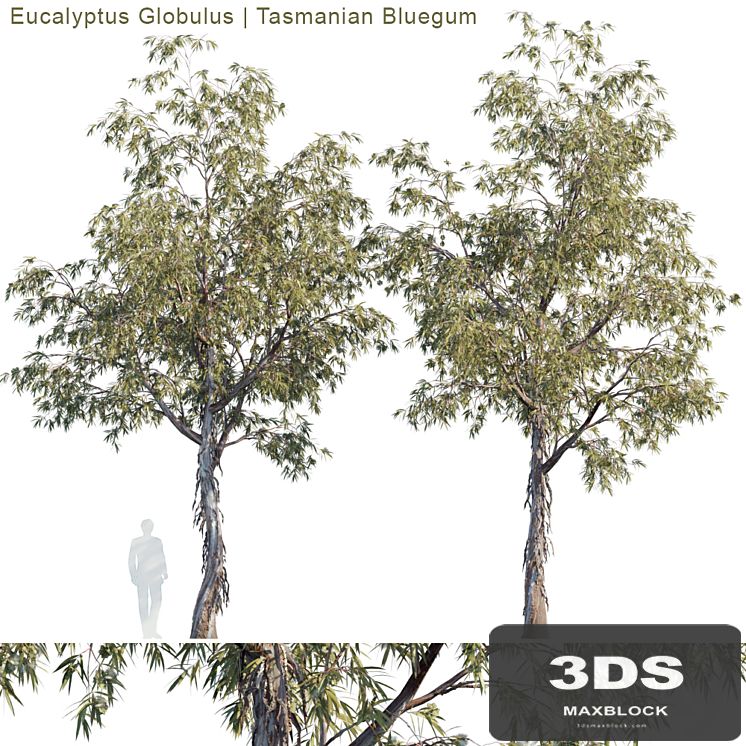 Eucalyptus Globulus | Tasmanian bluegum
