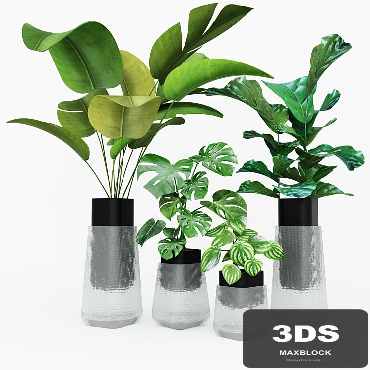 Plant collection