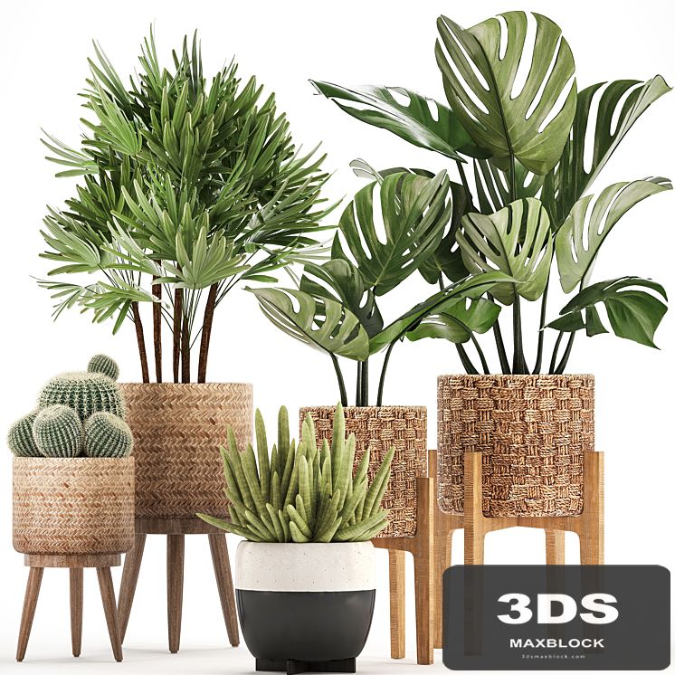 Plant collection 321. Monstera, basket, cactus, rapis, palm tree, indoor plants, Barrel cactus, eco design, natural materials, exotic, bush, scandinavian style, Raphis Palm