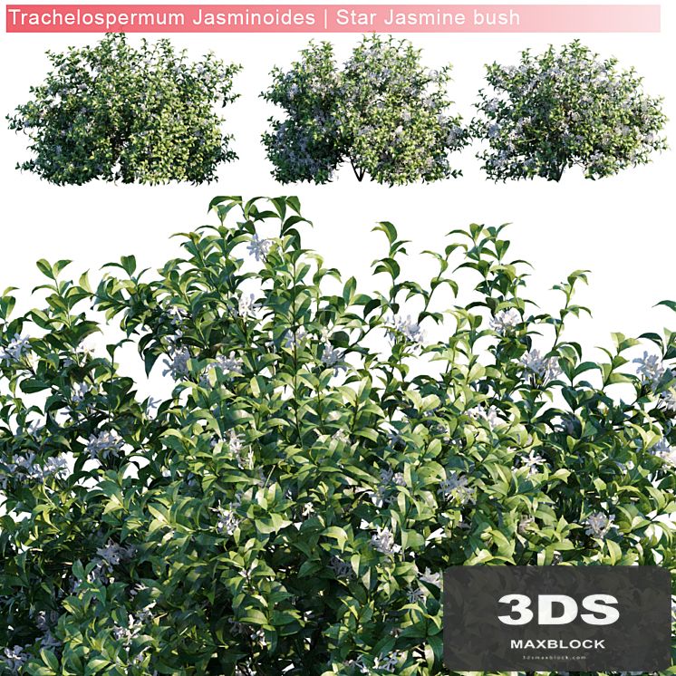 Trachelospermum Jasminoides | Star jasmine bush
