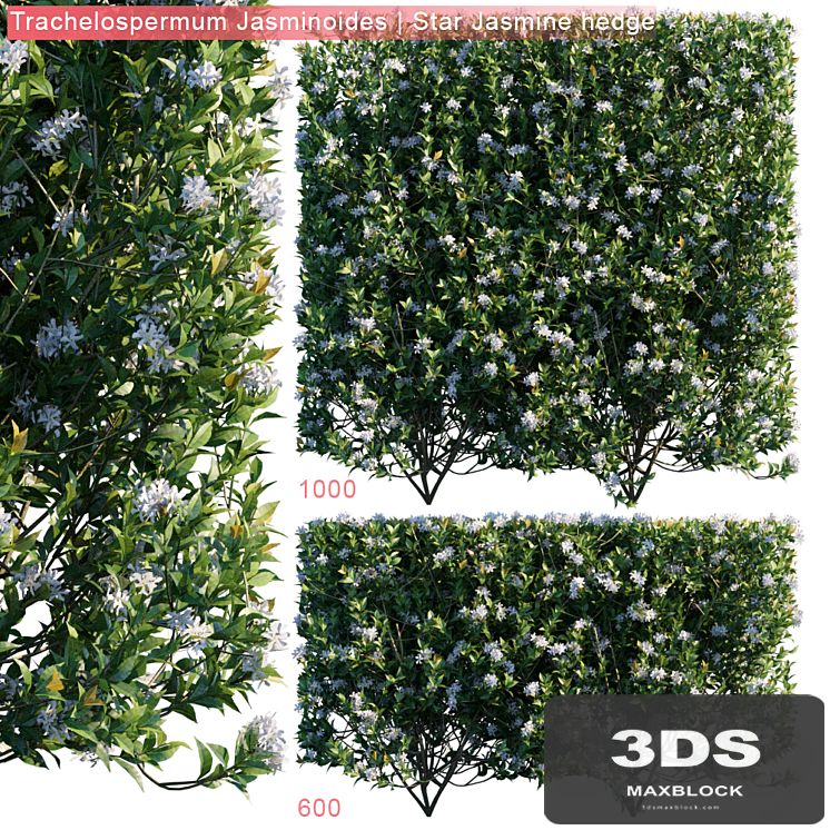 Trachelospermum Jasminoides | Star jasmine hedge