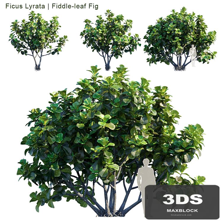 Ficus Lyrata | Feed-leaf fig