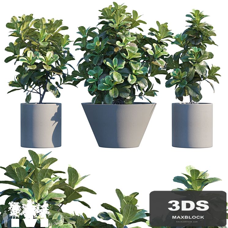 Plant in pots # 19: Ficus Lyrata | 3m