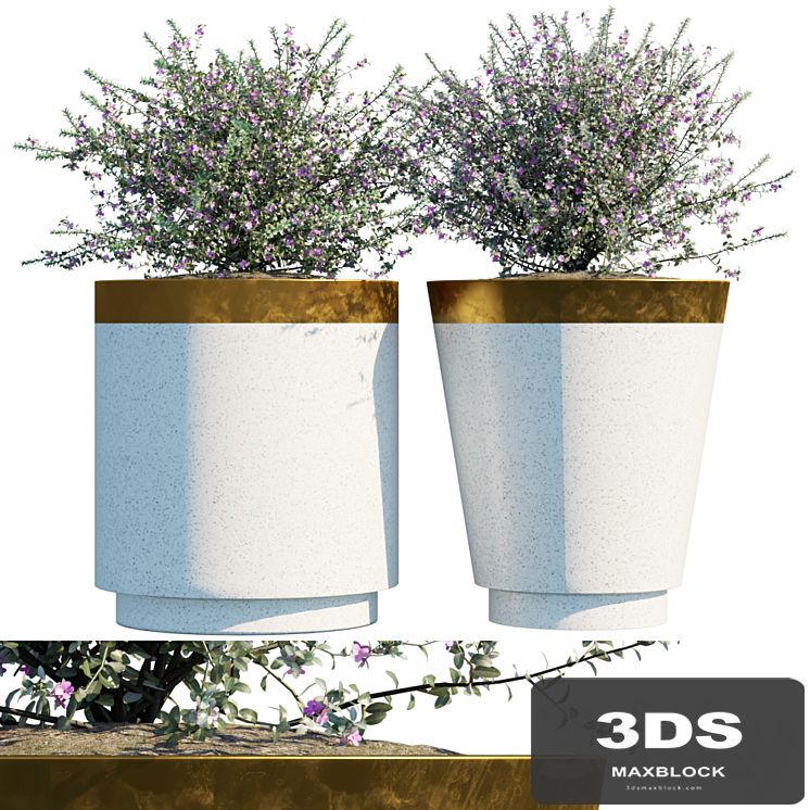 Plant in pots # 20: Leucophyllum frutescens
