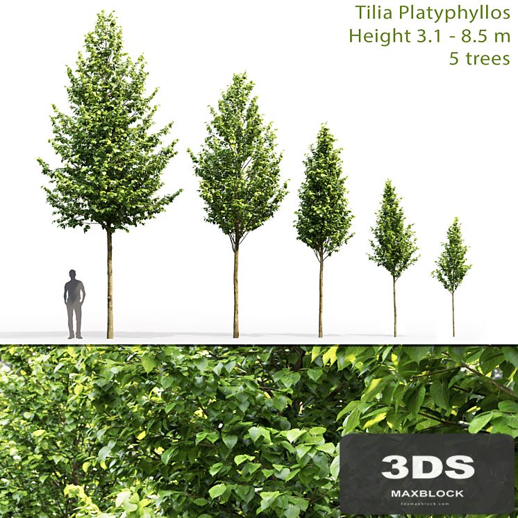 Tilia platyphyllos