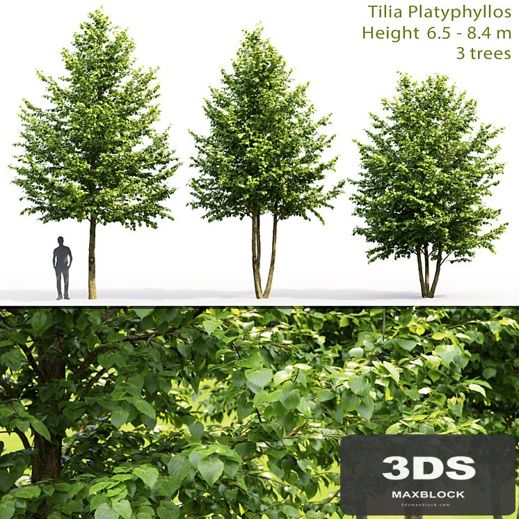 Tilia platyphyllos