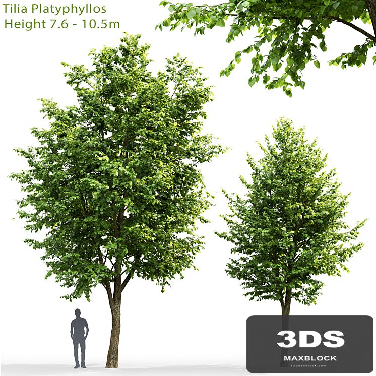 Tilia platyphyllos # 3 (7.6-10.5m)
