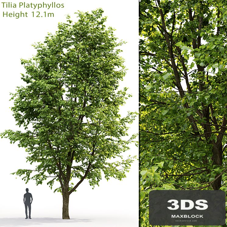 Tilia platyphyllos