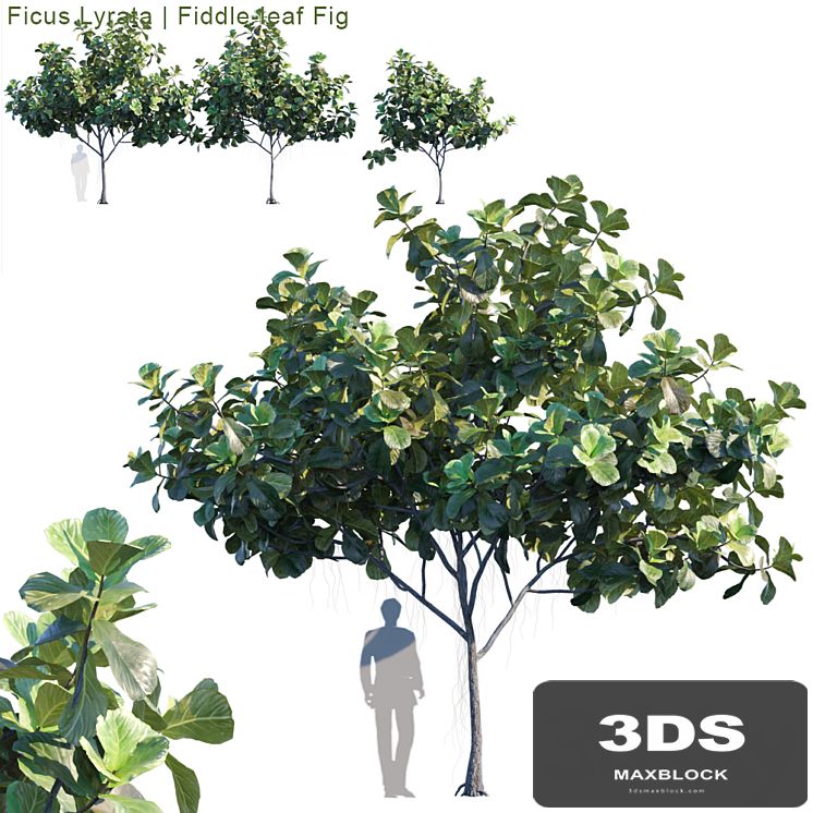 Ficus Lyrata | Feed-leaf fig # 2