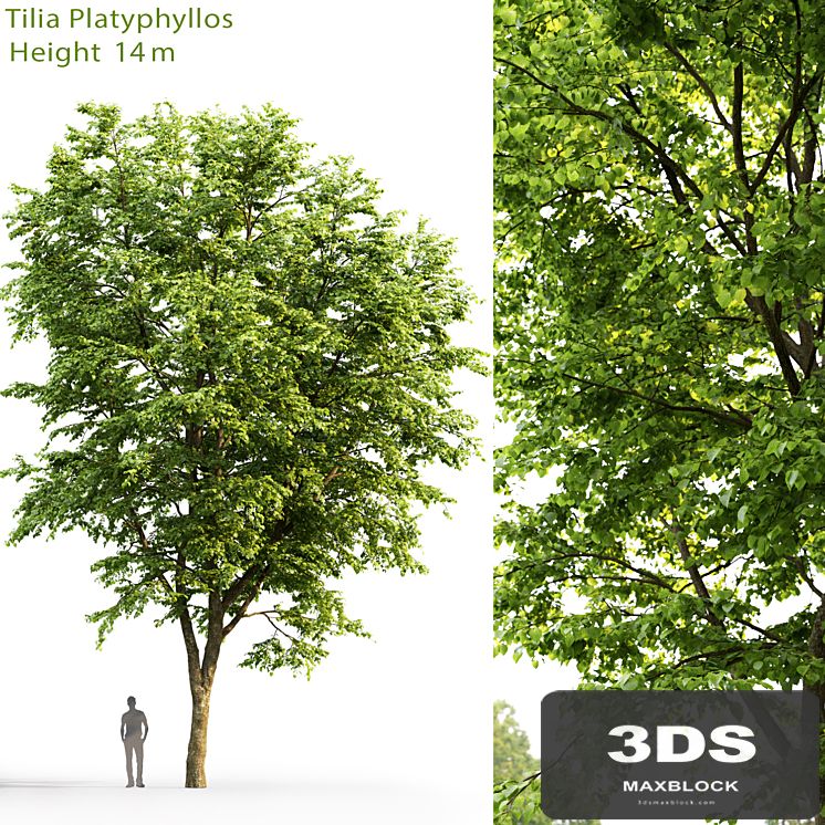 Tilia platyphyllos