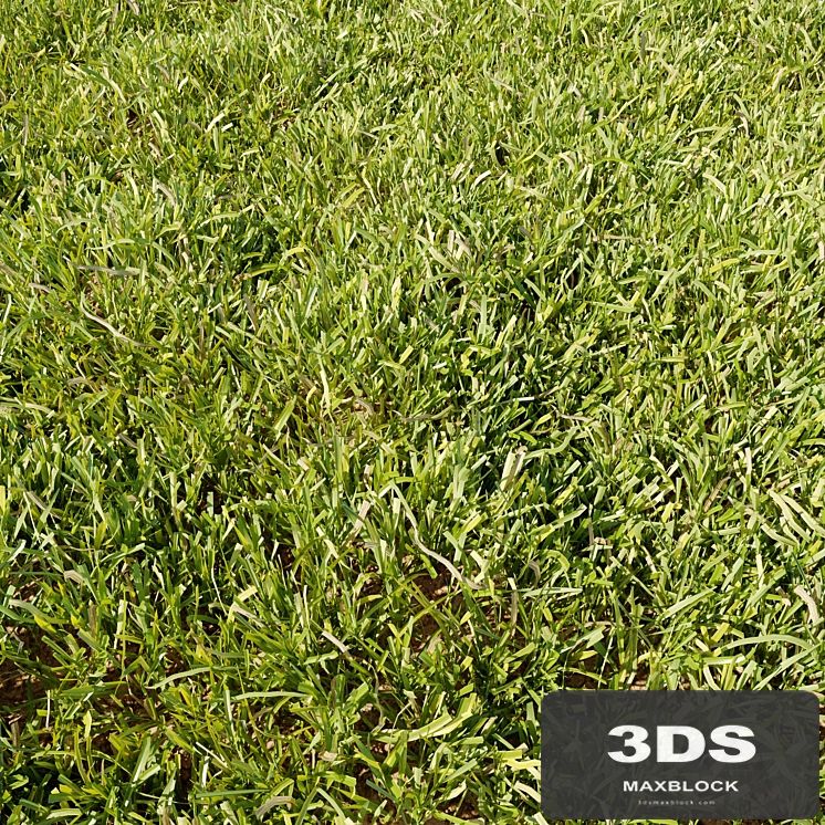 High Details Grass