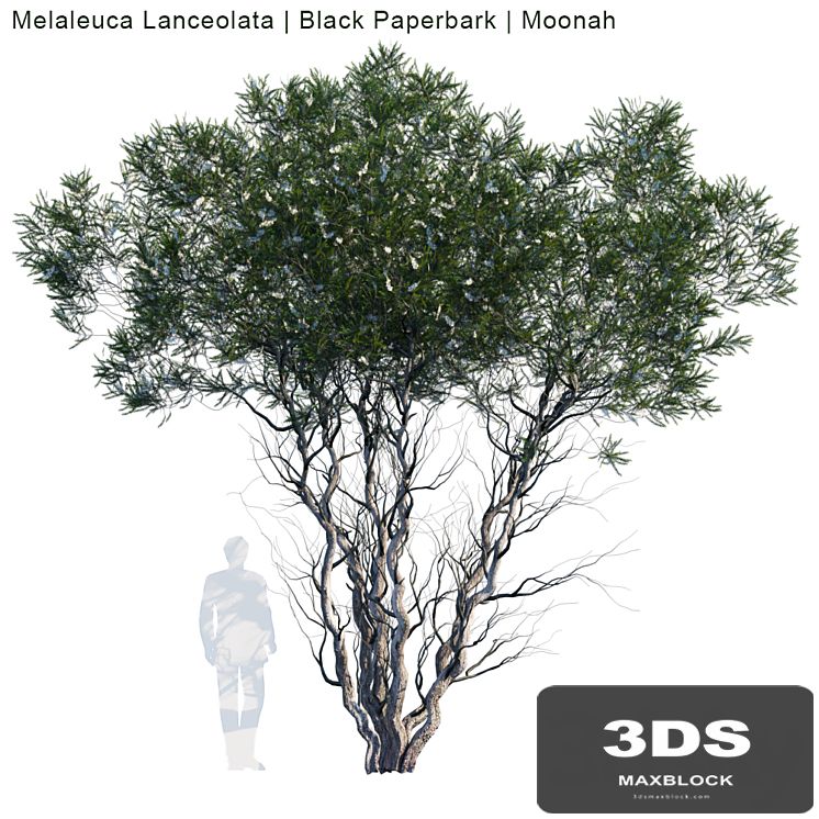 Melaleuca Lanceolata | Black Paperbark | Moonah # 1