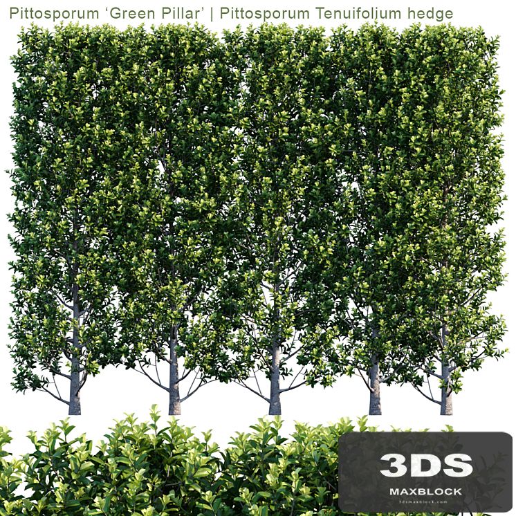 Pittosporum 'Green Pillar' | Pittosporum Tenuifolium hedge | 1m8